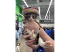 Adopt Sweet Pea a Gray or Blue (Mostly) Domestic Shorthair (short coat) cat in
