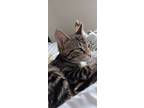 Adopt Tron a Tiger Striped Domestic Shorthair (short coat) cat in Colmar