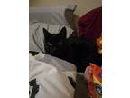 Adopt Sabrina a All Black Domestic Shorthair / Mixed (short coat) cat in Joliet