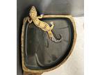 Adopt Leopard Gecko a Gecko reptile, amphibian, and/or fish in Covington