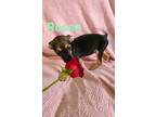 Adopt Rosse a Black - with Tan, Yellow or Fawn Terrier (Unknown Type