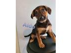 Adopt Aldo a Black - with Tan, Yellow or Fawn Labrador Retriever / Mixed Breed