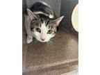Adopt Bubbles a Domestic Shorthair / Mixed cat in Birdsboro, PA (41432696)