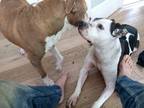 Adopt Beautiful Betsy a White - with Black Pointer / American Staffordshire