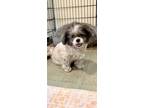 Adopt Lily Belle a Shih Tzu / Mixed dog in Davie, FL (41134676)