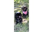 Adopt Melissa & Muffin a Shih Tzu / Mixed dog in Davie, FL (41411564)