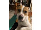Adopt Lake a White - with Tan, Yellow or Fawn American Pit Bull Terrier / Mixed
