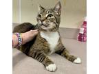 Adopt Maserati a Domestic Shorthair / Mixed cat in Salisbury, MD (41432655)