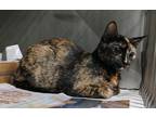 Adopt 24-05-1459 Katya a Domestic Shorthair / Mixed (short coat) cat in Dallas