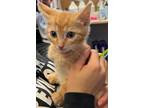 Adopt Sammy a Orange or Red Domestic Shorthair / Domestic Shorthair / Mixed cat
