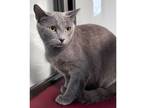 Adopt Root Beer a Gray or Blue Domestic Shorthair / Domestic Shorthair / Mixed