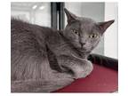 Adopt Cream Soda a Gray or Blue Domestic Shorthair / Mixed Breed (Medium) /