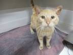 Adopt Copper a Orange or Red Domestic Shorthair (short coat) cat in Jourdanton