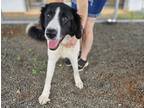 Adopt Vance a Black Border Collie / Great Pyrenees dog in Jourdanton