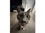 Adopt Sapphire a Gray or Blue (Mostly) Russian Blue / Mixed (short coat) cat in