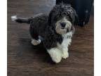 Adopt Happy a Black - with White Havanese / Mixed dog in McLeansville
