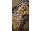 Adopt Isadora a Tortoiseshell American Shorthair / Mixed (short coat) cat in