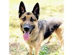 Adopt Russell a Tan/Yellow/Fawn German Shepherd Dog / Mixed dog in Oakland