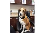 Adopt Charlie a Tan/Yellow/Fawn Hound (Unknown Type) / Mixed Breed (Medium) /