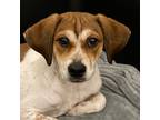 Adopt Gravy a White Beagle / Mixed dog in San Francisco, CA (41432553)