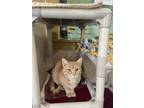 Adopt Naomi a Orange or Red Domestic Shorthair / Domestic Shorthair / Mixed cat