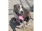 Adopt SKY a Gray/Blue/Silver/Salt & Pepper Mixed Breed (Large) / Mixed dog in