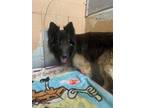 Adopt Maggie a Black German Shepherd Dog / Mixed dog in Madera, CA (41432516)