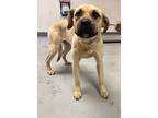 Adopt 55896359 a Tan/Yellow/Fawn Mastiff / Mixed dog in Los Lunas, NM (41432504)
