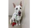 Adopt Mollie a White Mixed Breed (Small) / Mixed Breed (Medium) / Mixed (short