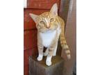 Adopt Alex a Orange or Red Domestic Shorthair / Domestic Shorthair / Mixed