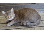 Adopt Al a Gray or Blue Domestic Shorthair / Mixed Breed (Medium) / Mixed (short