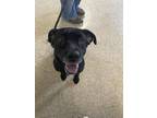 Adopt Cinder a Black Labrador Retriever / Mixed dog in St. Anne, IL (41432475)