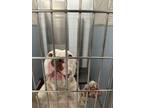 Adopt 55894157 a White American Pit Bull Terrier / Mixed dog in Greenville