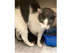 Adopt Nebula a White Domestic Shorthair / Domestic Shorthair / Mixed cat in