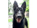 Adopt Neil a Black German Shepherd Dog / Mixed Breed (Medium) / Mixed (short