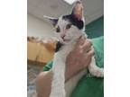 Adopt Chip a White Domestic Shorthair / Domestic Shorthair / Mixed cat in