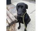 Adopt Penelope(HW+) a Black Labrador Retriever / Mixed dog in Conway