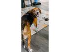 Adopt Duke a Black - with Tan, Yellow or Fawn Beagle / Mixed dog in Hannibal