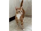 Adopt Roulade a Orange or Red (Mostly) Domestic Shorthair / Mixed (short coat)