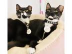 Adopt Zack (Bonded w/ Cody) (Pounce Cat Cafe) a All Black Domestic Shorthair /