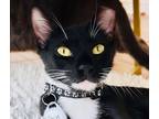 Adopt Zack (Bonded w/ Cody) (Pounce Cat Cafe) a All Black Domestic Shorthair /