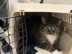 Adopt Miller a Brown or Chocolate Domestic Shorthair / Domestic Shorthair /
