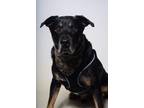 Adopt 24-239D Beau a Black Retriever (Unknown Type) / Mixed dog in Thibodaux