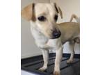 Adopt Fredrick a White Dachshund / Mixed dog in Rio Rancho, NM (41263738)
