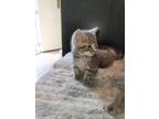 Adopt Nosy a Gray or Blue Tabby / Mixed (short coat) cat in Horse Branch