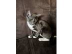 Adopt Milk a Gray, Blue or Silver Tabby Domestic Shorthair / Mixed (short coat)