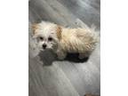 Adopt Angel a White - with Brown or Chocolate Maltipoo / Mixed dog in