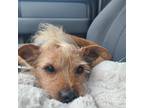 Adopt Sunny a Tan/Yellow/Fawn Terrier (Unknown Type, Small) / Mixed dog in New