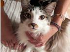 Adopt Felix a Calico or Dilute Calico Maine Coon / Mixed (long coat) cat in