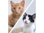 Adopt Dozer Dale & Drifter Dan a Black & White or Tuxedo Domestic Shorthair